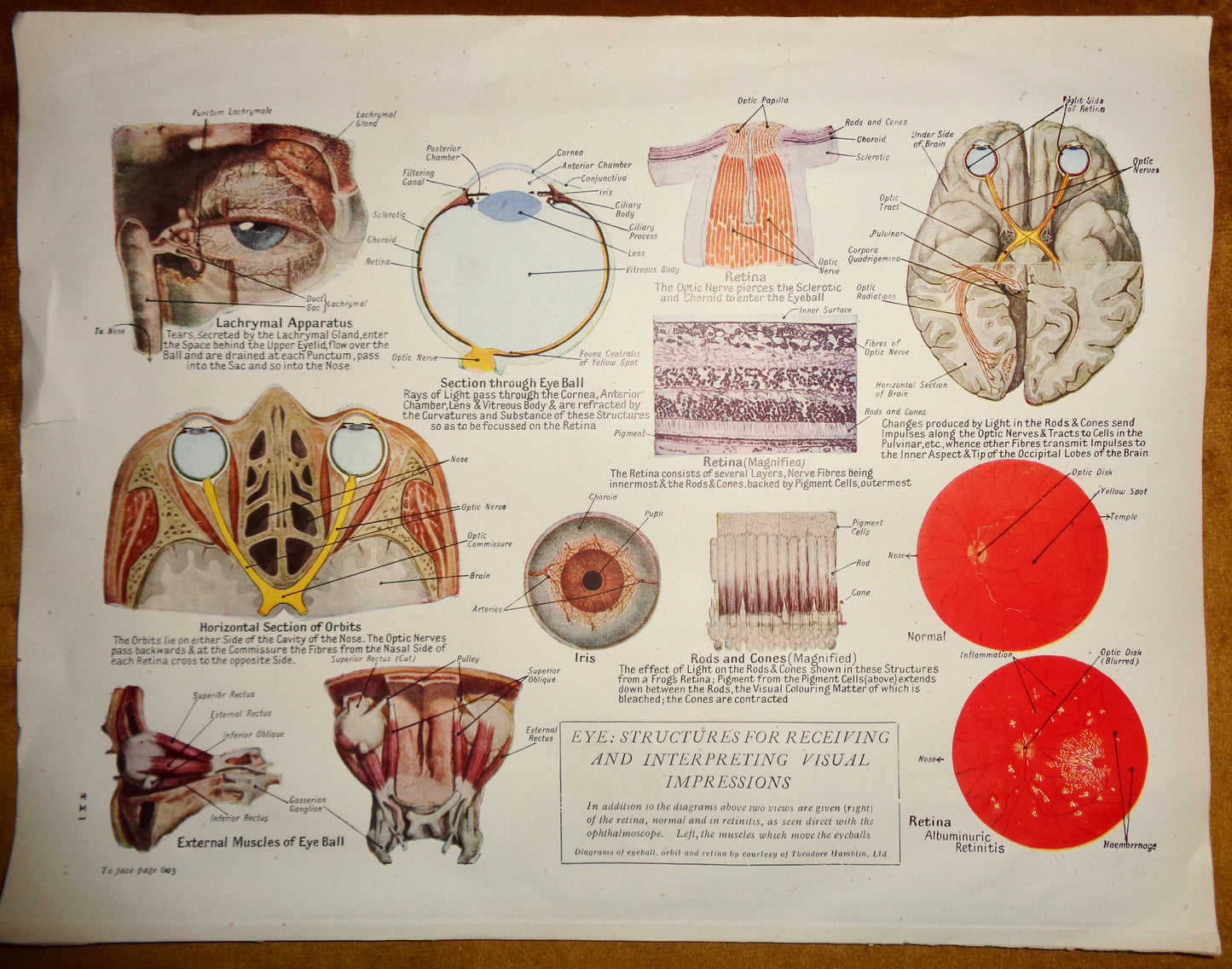 Vintage 1920s Eye Structures Human Anatomy Medical Diagram