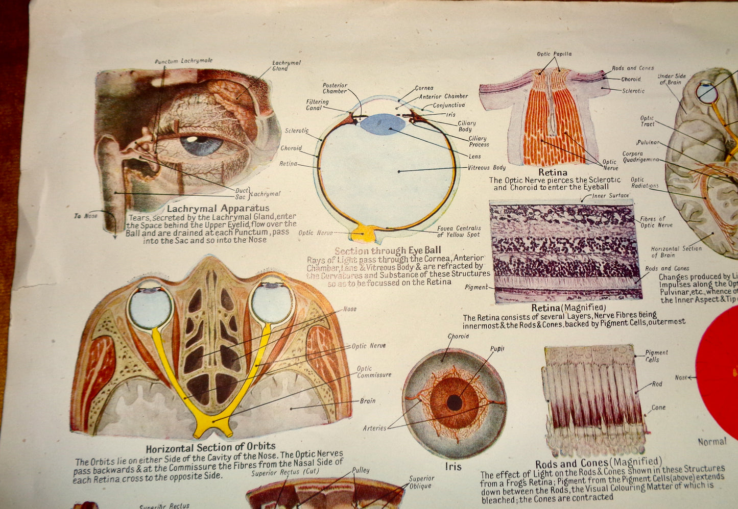 Vintage 1920s Eye Structures Human Anatomy Medical Diagram