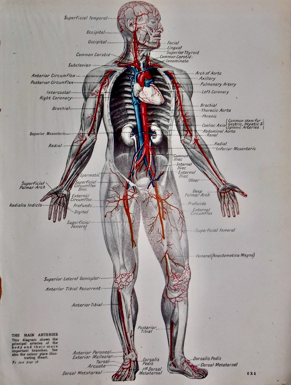 Vintage 1920s Main Arteries Human Anatomy Medical Diagram
